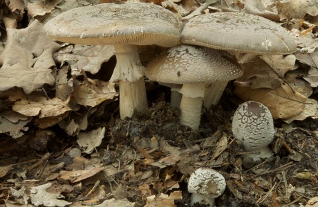 Grauer Wulstling (Amanita excelsa) - © Michaela und Gernot Friebes